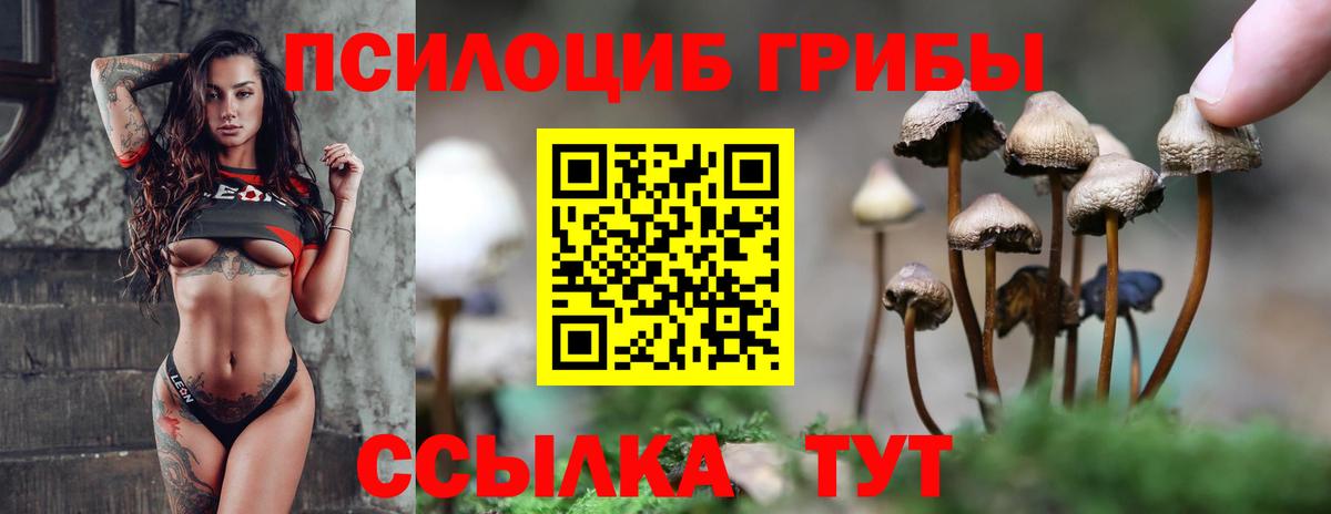 Псилоцибиновые грибы Psilocybe Магадан